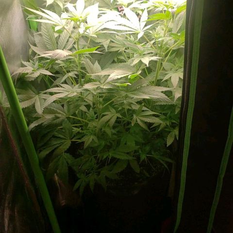 AK 47 growlog photo: NUM TA CABENDO MAIS NADA