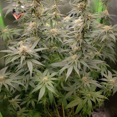 AK 47 growlog photo: Fui um pai ausente essa semana, mas ela tá bem