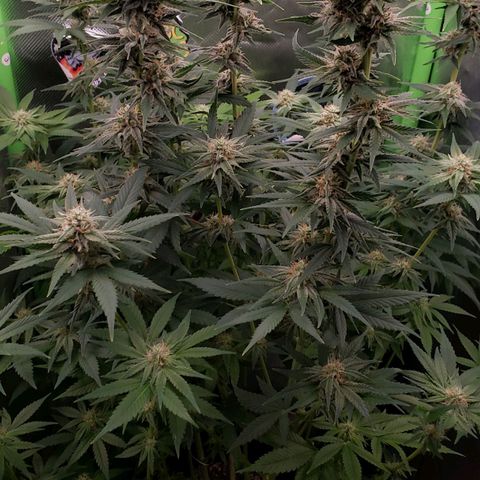 AK 47 growlog photo: Tirei a foto com o óculos de sol na frente, bem melhor