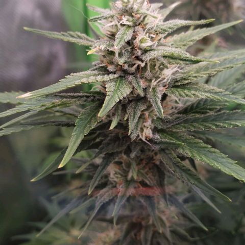 AK 47 growlog photo: Nevou