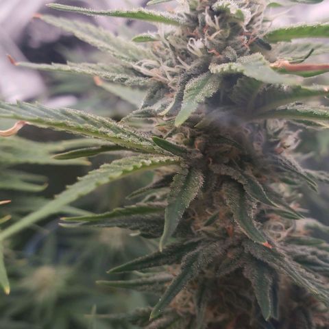 AK 47 growlog photo: Nevou d++
