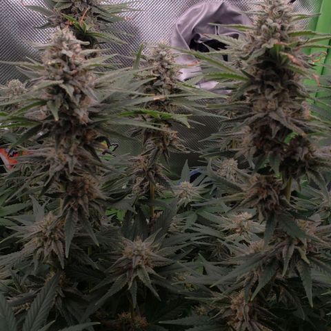 AK 47 growlog photo: Felizes