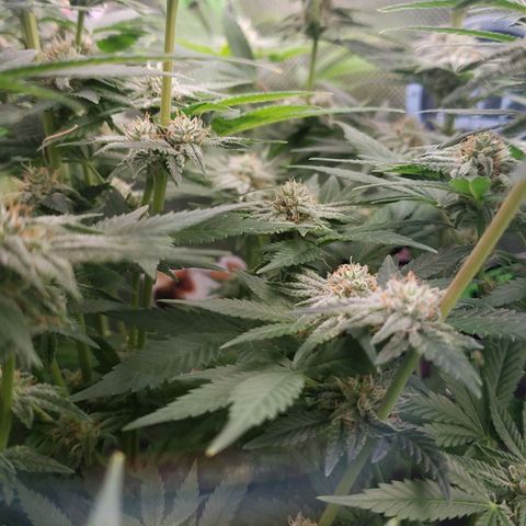 AK 47 growlog photo: Buds inferiores se desenvolvendo bem