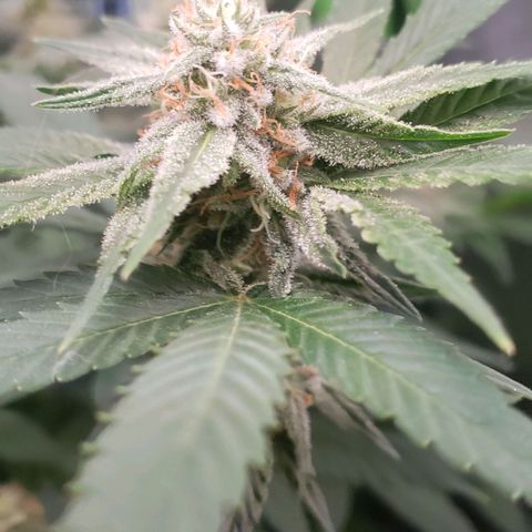 AK 47 growlog photo: Buds inferiores resinando bem tb