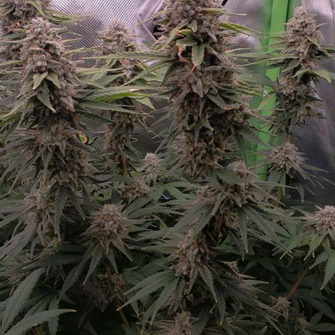 AK 47 growlog photo: Feliii