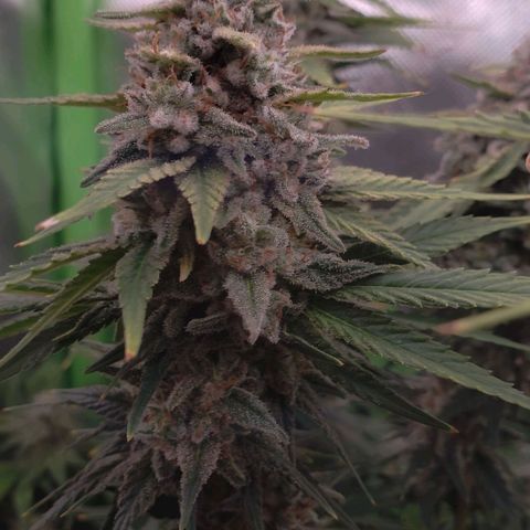 AK 47 growlog timeline photo