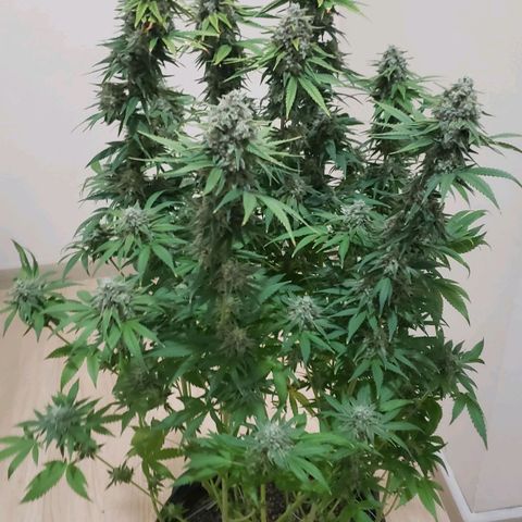 AK 47 growlog photo: Dia de valaaa