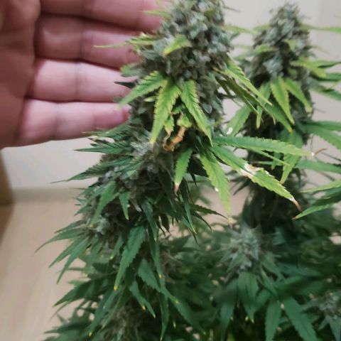 AK 47 growlog photo: Top do tamanho de 4 dedos