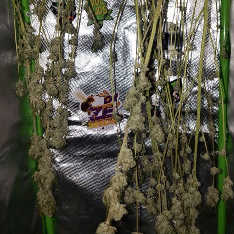 AK 47 growlog photo: Drieddd