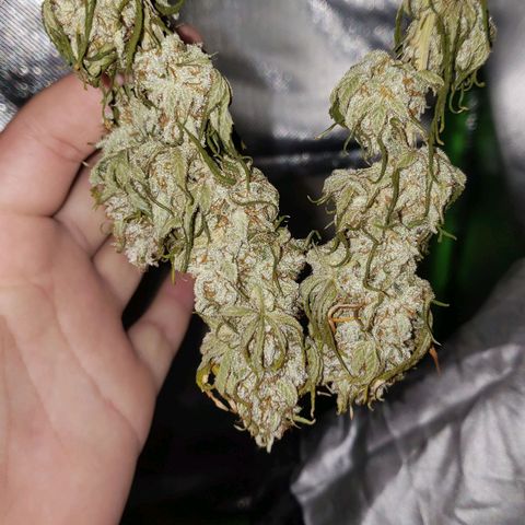 AK 47 growlog photo: ♡