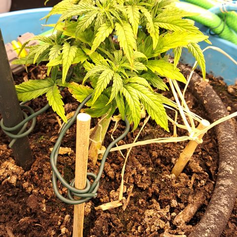 Royal Gorilla Automatic (bonsaï style) growlog timeline photo