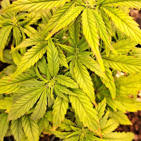 Royal Gorilla Automatic (bonsaï style) growlog timeline photo