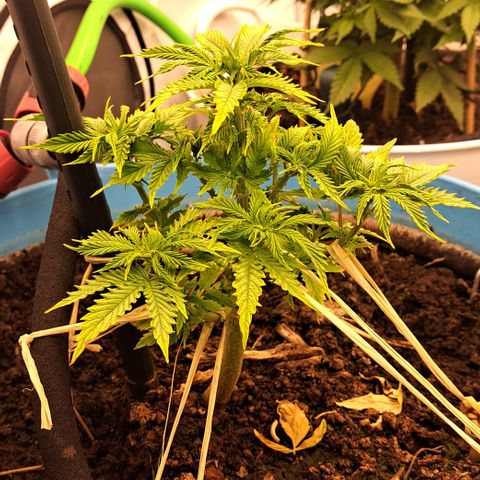Northern Light Automatic growlog timeline photo