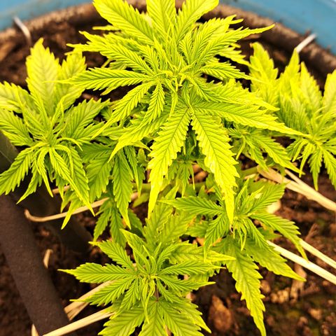 Northern Light Automatic growlog timeline photo
