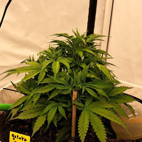Green #2 growlog timeline photo