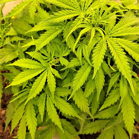 Green #2 growlog timeline photo