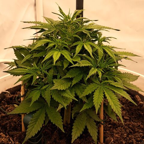 Green Gelato Automatic growlog timeline photo