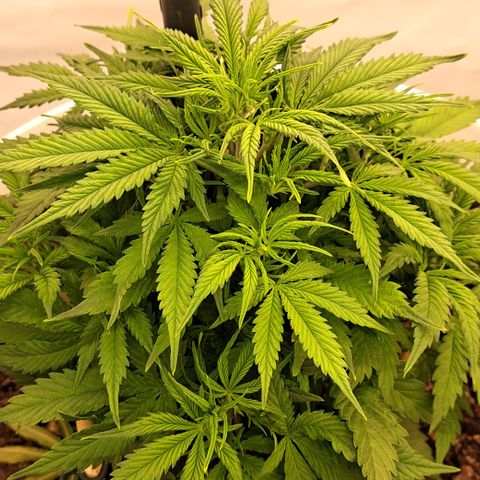 Green Gelato Automatic growlog timeline photo
