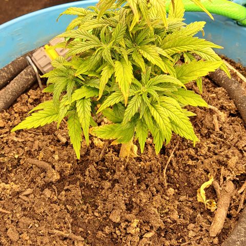 Royal Gorilla Automatic (bonsaï style) growlog timeline photo