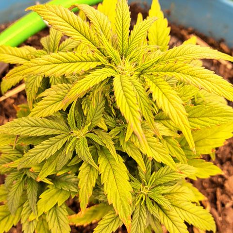 Royal Gorilla Automatic (bonsaï style) growlog timeline photo