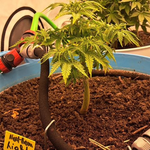 Northern Light Automatic growlog timeline photo