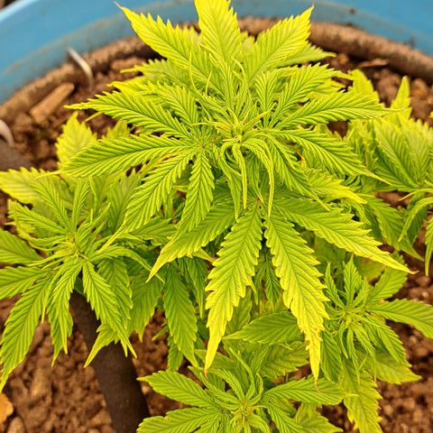 Northern Light Automatic growlog timeline photo