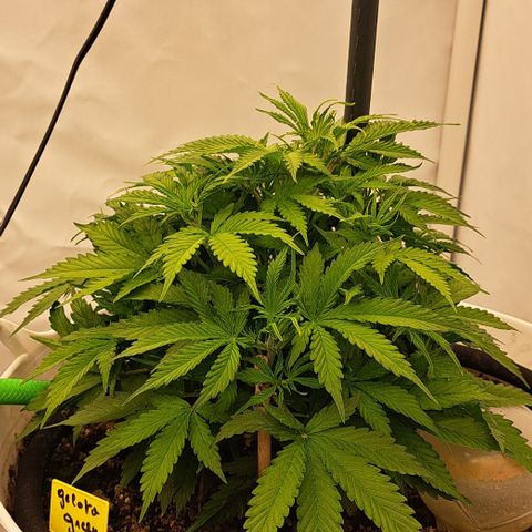 Green #2 growlog timeline photo