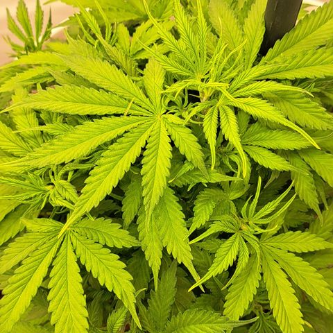 Green #2 growlog timeline photo