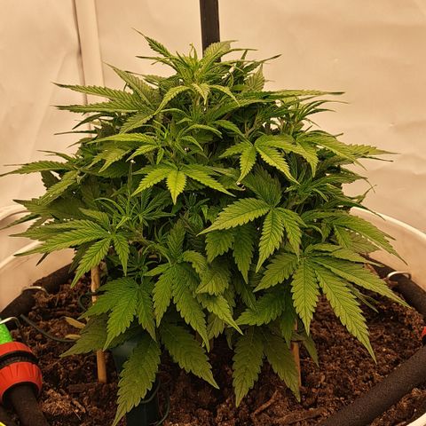 Green Gelato Automatic growlog timeline photo