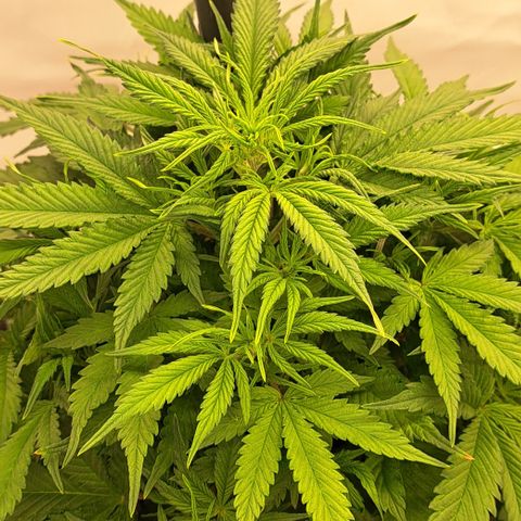 Green Gelato Automatic growlog timeline photo