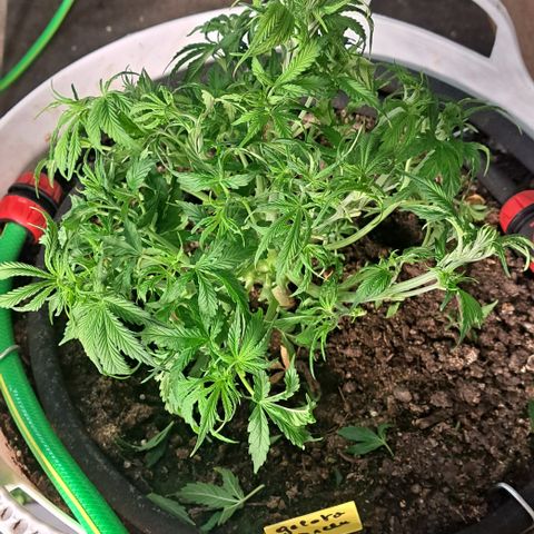 Green #2 growlog timeline photo