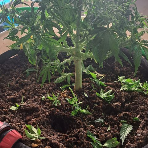 Green #2 growlog timeline photo