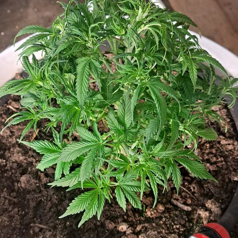 Green Gelato Automatic growlog timeline photo