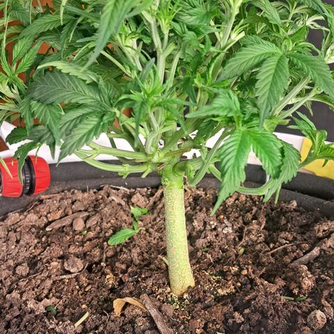 Green Gelato Automatic growlog timeline photo