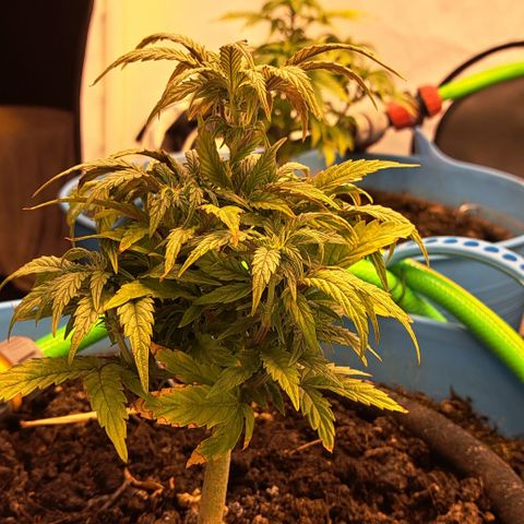 Royal Gorilla Automatic (bonsaï style) growlog timeline photo