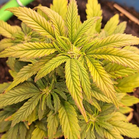 Royal Gorilla Automatic (bonsaï style) growlog timeline photo