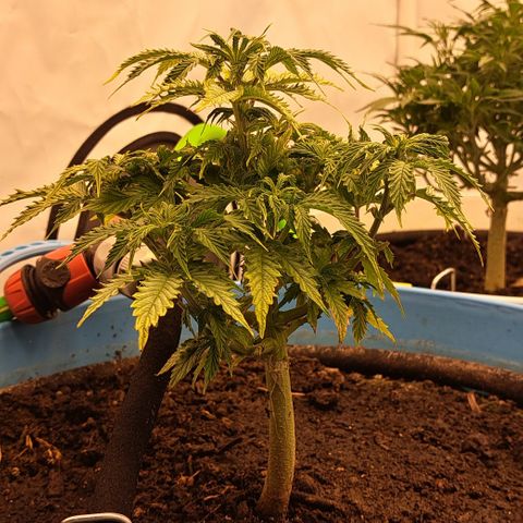 Northern Light Automatic growlog timeline photo