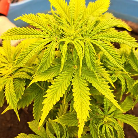 Northern Light Automatic growlog timeline photo