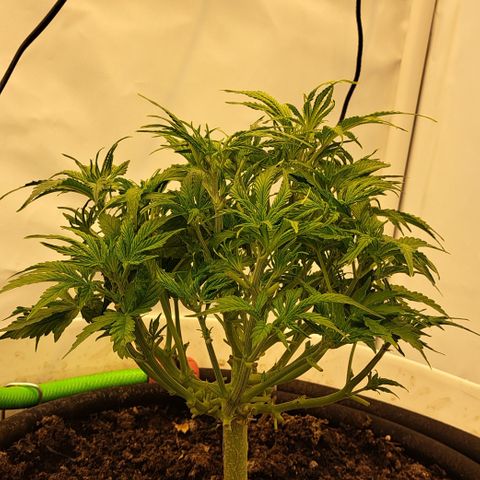 Green #2 growlog timeline photo