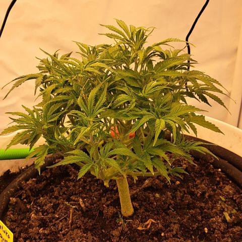 Green #2 growlog timeline photo