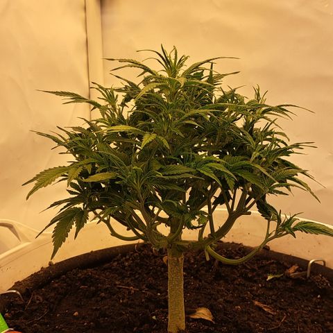 Green Gelato Automatic growlog timeline photo