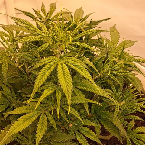 Green Gelato Automatic growlog timeline photo