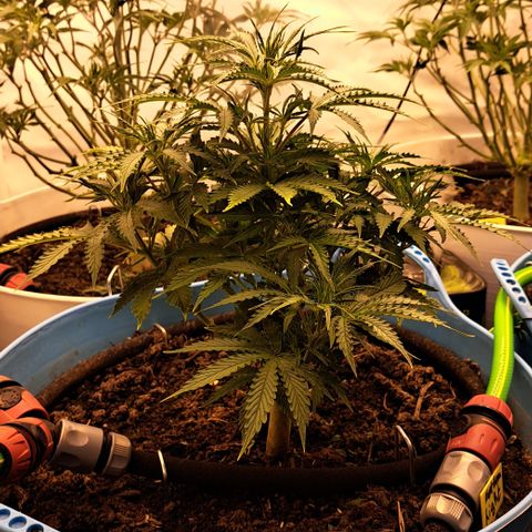 Northern Light Automatic growlog timeline photo