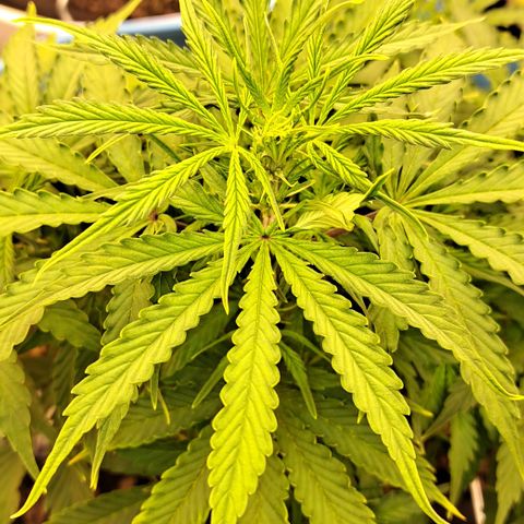 Northern Light Automatic growlog timeline photo