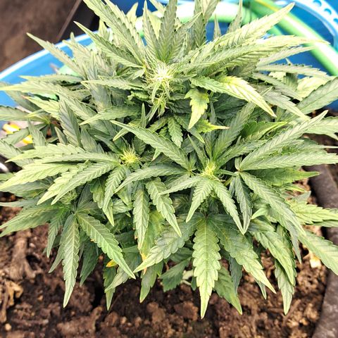 Royal Gorilla Automatic (bonsaï style) growlog timeline photo