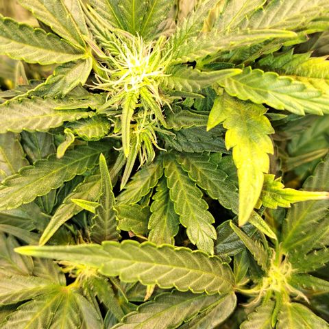 Royal Gorilla Automatic (bonsaï style) growlog timeline photo