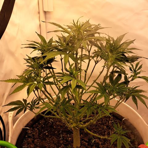 Green Gelato Automatic growlog timeline photo