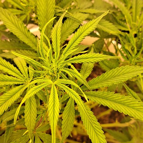 Green Gelato Automatic growlog timeline photo