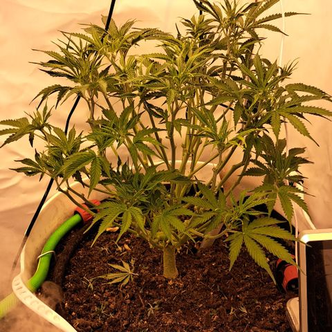 Green #2 growlog timeline photo