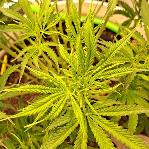 Green #2 growlog timeline photo